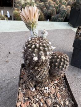 Eriosyce napina v. duripulpa